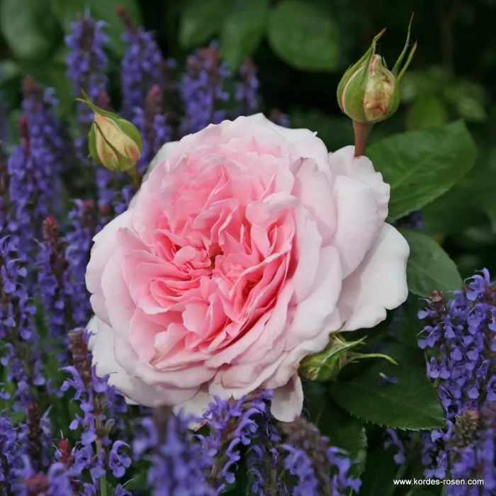 ALEXANDRA® - PRINCESSE DE LUXEMBURG